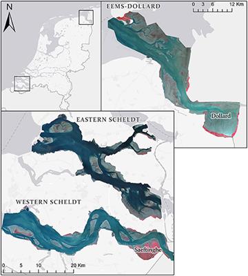 Salt Marsh and Tidal Flat Area Distributions Along Three Estuaries